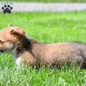 Cash, Pembroke Welsh Corgi Puppy