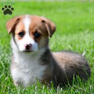 Cash, Pembroke Welsh Corgi Puppy