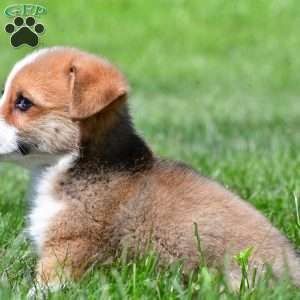 Cash, Pembroke Welsh Corgi Puppy