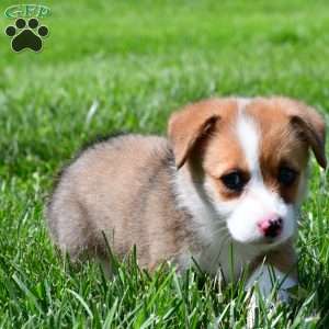 Cash, Pembroke Welsh Corgi Puppy