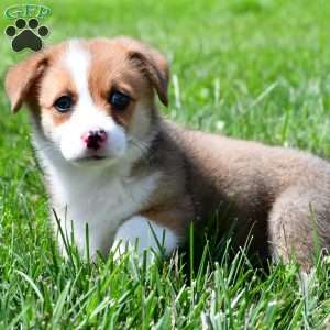 Cash, Pembroke Welsh Corgi Puppy