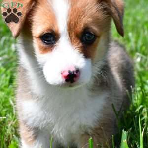 Cash, Pembroke Welsh Corgi Puppy