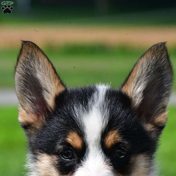 Piper, Pembroke Welsh Corgi Puppy