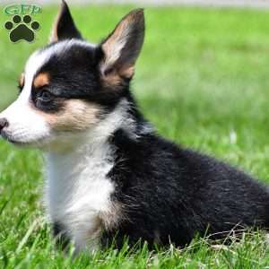 Piper, Pembroke Welsh Corgi Puppy