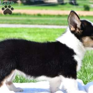 Piper, Pembroke Welsh Corgi Puppy