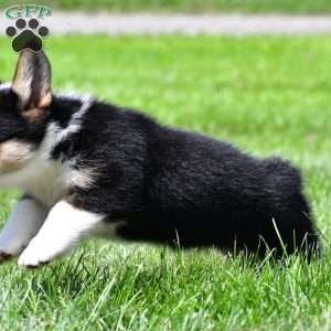 Piper, Pembroke Welsh Corgi Puppy