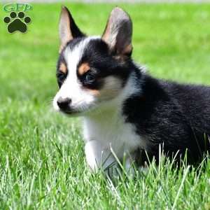 Piper, Pembroke Welsh Corgi Puppy