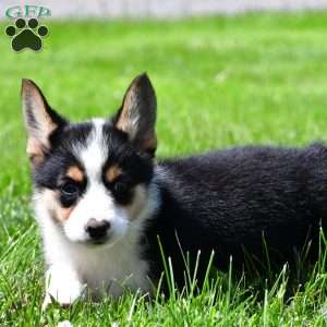 Piper, Pembroke Welsh Corgi Puppy