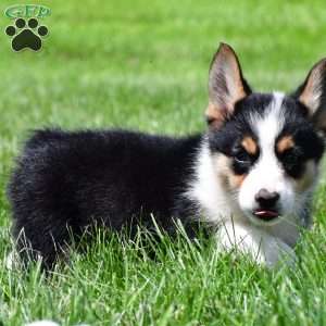 Piper, Pembroke Welsh Corgi Puppy