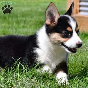 Piper, Pembroke Welsh Corgi Puppy