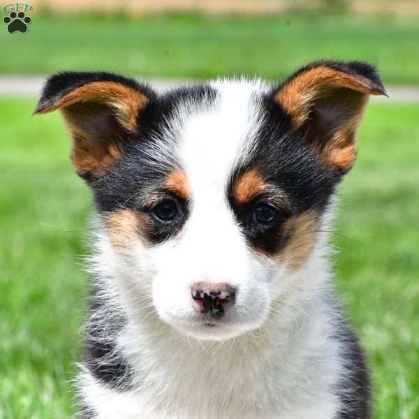 Polly, Pembroke Welsh Corgi Puppy