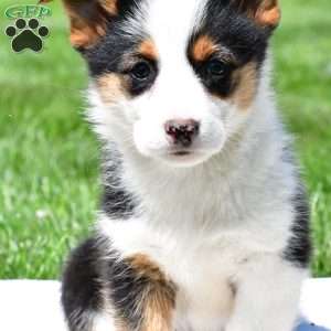 Polly, Pembroke Welsh Corgi Puppy