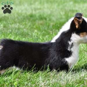 Polly, Pembroke Welsh Corgi Puppy