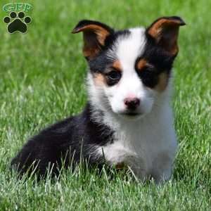Polly, Pembroke Welsh Corgi Puppy