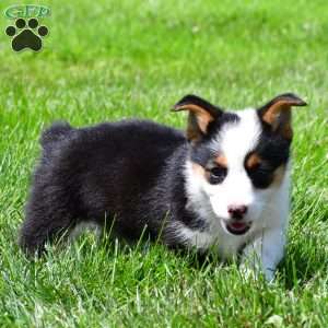 Polly, Pembroke Welsh Corgi Puppy