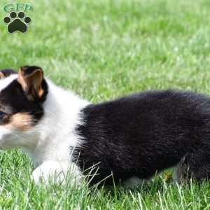Polly, Pembroke Welsh Corgi Puppy