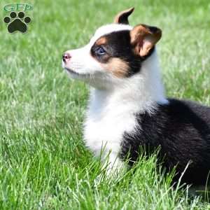 Polly, Pembroke Welsh Corgi Puppy