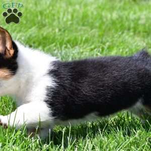 Polly, Pembroke Welsh Corgi Puppy