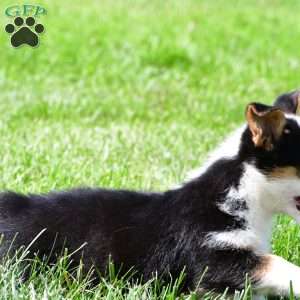 Polly, Pembroke Welsh Corgi Puppy