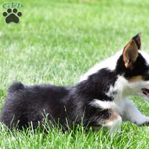 Polly, Pembroke Welsh Corgi Puppy