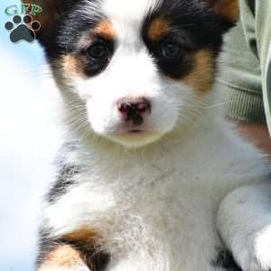 Polly, Pembroke Welsh Corgi Puppy