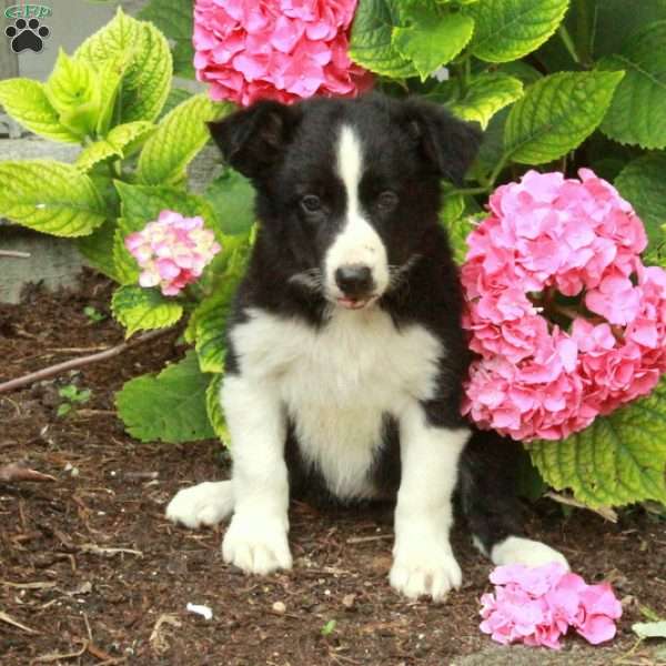 Daffodil, Border Collie Puppy