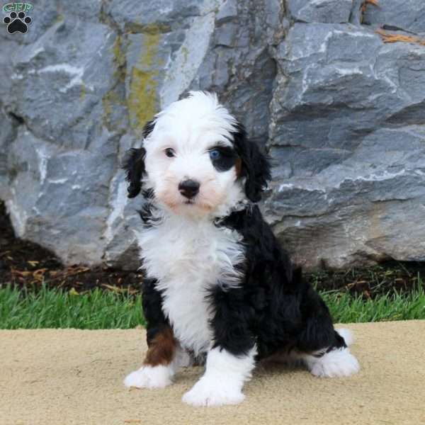 Dahlia, Mini Bernedoodle Puppy