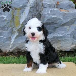 Dahlia, Mini Bernedoodle Puppy