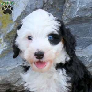 Dahlia, Mini Bernedoodle Puppy