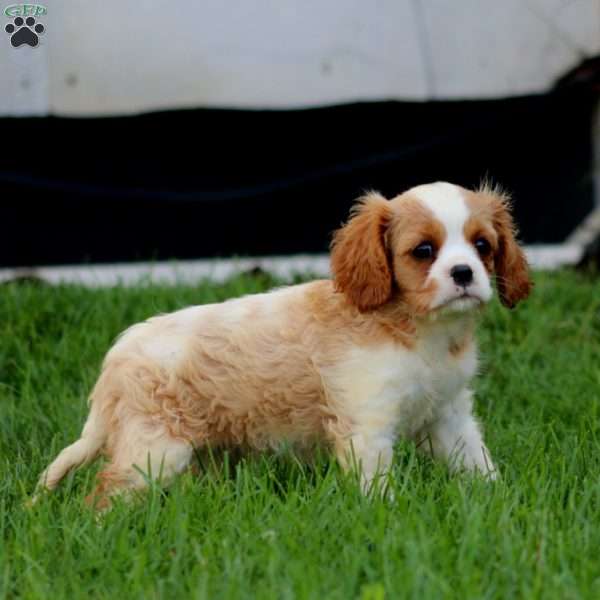 Dahlia, Cavalier King Charles Spaniel Puppy