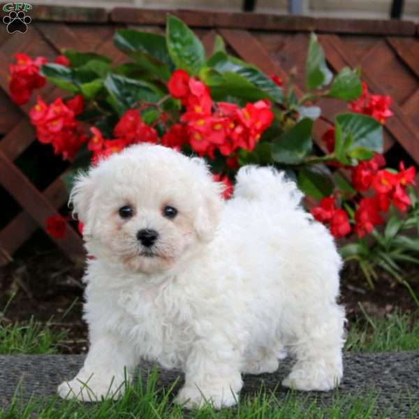 Dahlia, Bichon Frise Puppy
