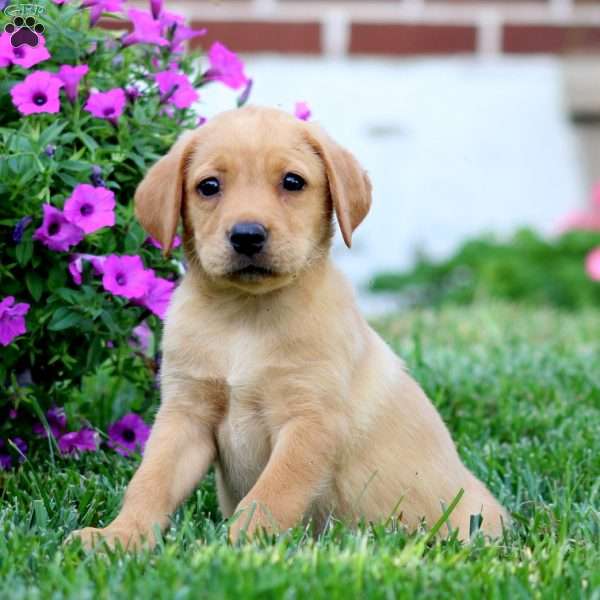 Dahlia, Fox Red Labrador Retriever Puppy