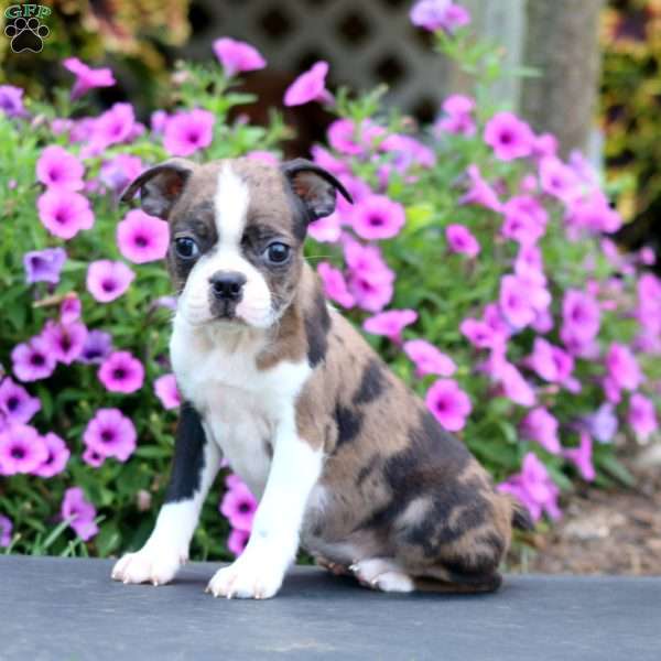 Dahlia, Boston Terrier Puppy