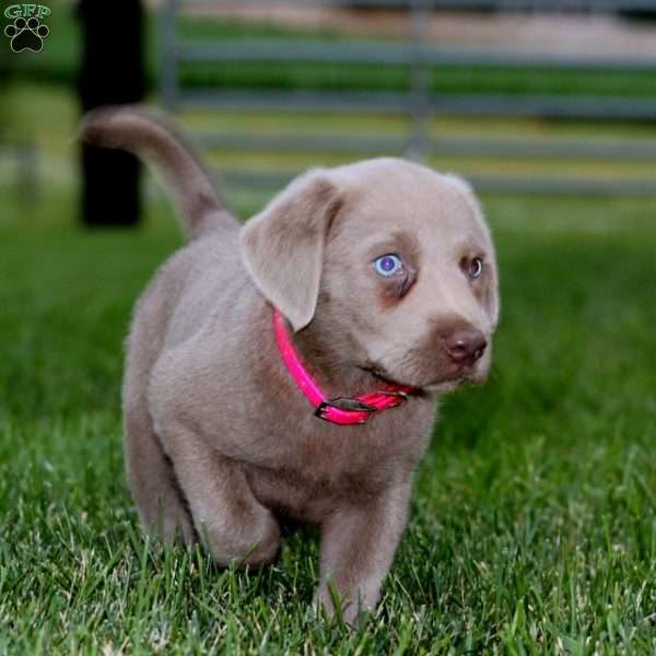 Dahlia, Silver Labrador Retriever Puppy