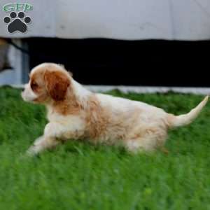 Dahlia, Cavalier King Charles Spaniel Puppy