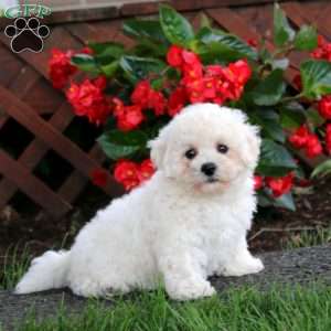 Dahlia, Bichon Frise Puppy