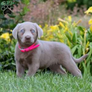 Dahlia, Silver Labrador Retriever Puppy