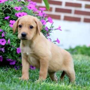 Dahlia, Fox Red Labrador Retriever Puppy