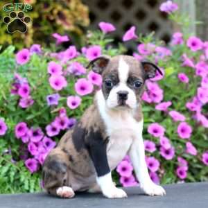 Dahlia, Boston Terrier Puppy
