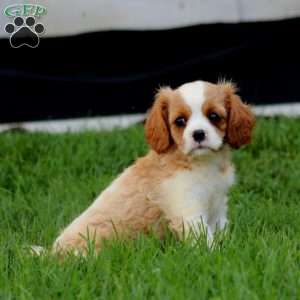 Dahlia, Cavalier King Charles Spaniel Puppy