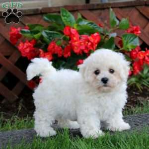 Dahlia, Bichon Frise Puppy