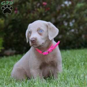 Dahlia, Silver Labrador Retriever Puppy