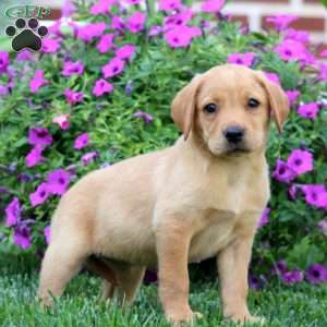 Dahlia, Fox Red Labrador Retriever Puppy