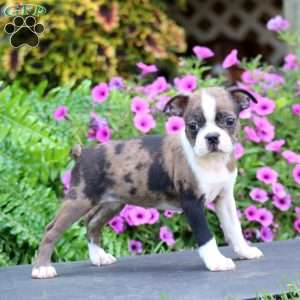 Dahlia, Boston Terrier Puppy