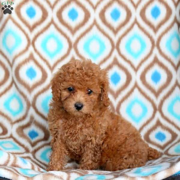 Daisy, Toy Poodle Puppy