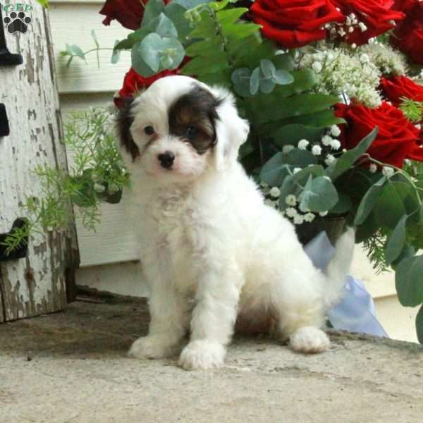 Daisy, Cavapoo Puppy