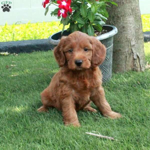 Daisy, Irish Doodle Puppy