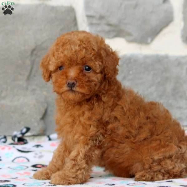 Daisy, Toy Poodle Puppy