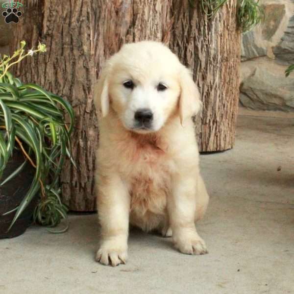 Daisy, English Cream Golden Retriever Puppy