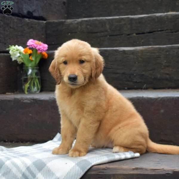 Daisy, Golden Retriever Puppy